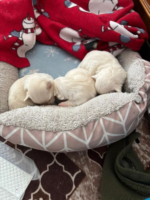 Cauta alta casa căței bichoni două femele si un mascul