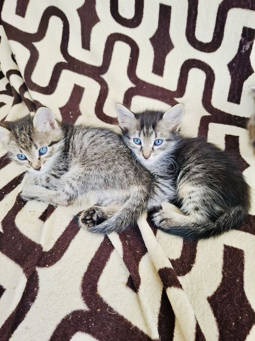 Отдам котят, мальчики, 1,5 мес