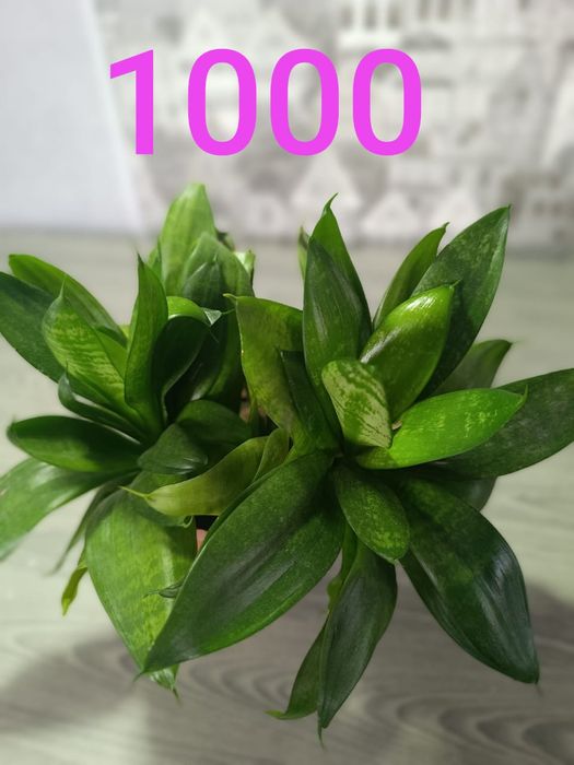 Подам недорого цветы