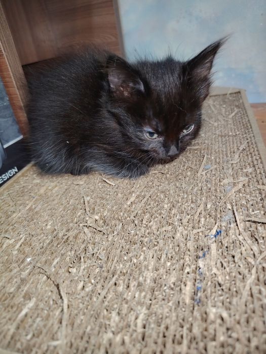 Отдам даром котят