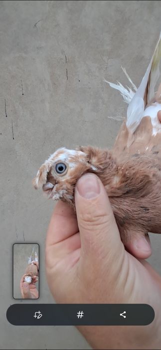 Продам нават самец.