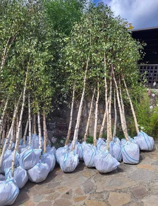 Vând mesteacăn tei artar