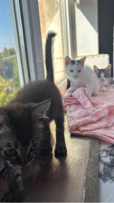 Котята в добрые руки бесплатно