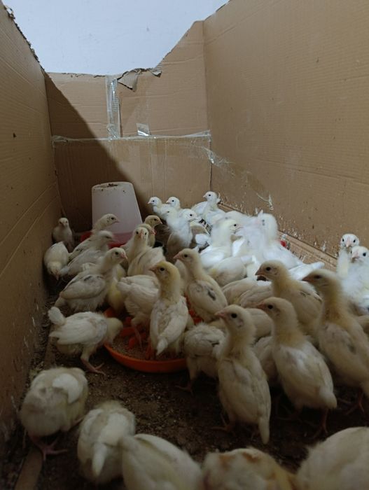 Жужала 20 кунлик ва 40кунлик. 35000сумдан