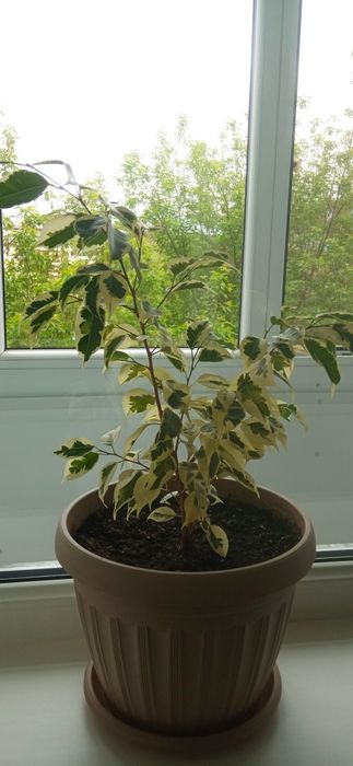 Фикус бенжамина.