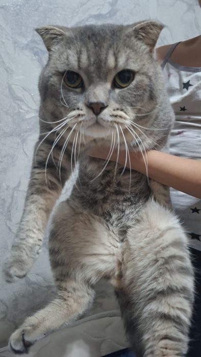 Продаётся скоттиш фолд кот 2 годика крупный умный кот с паспортом