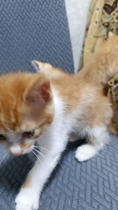 Отдам котенка в добрые руки