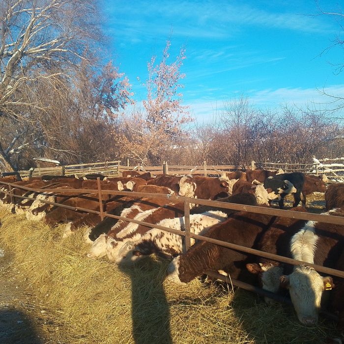 Букалар 50бас акбас