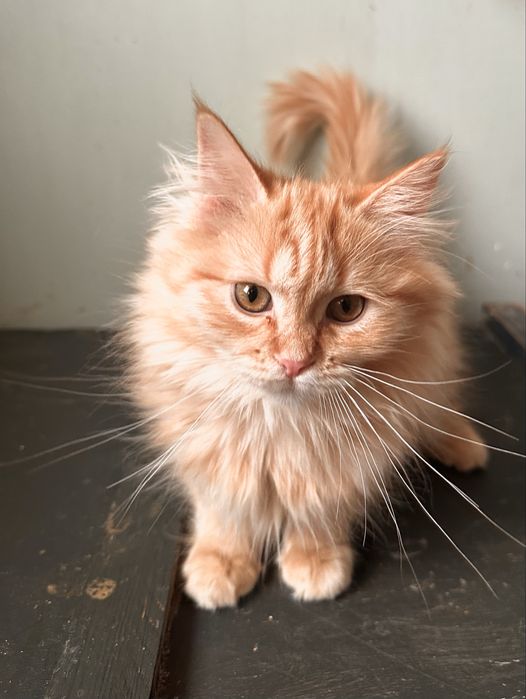 Шотландский  котенок