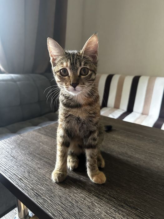 Пристраивается котенок