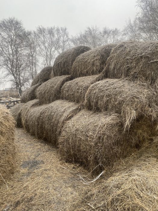 продам сено и салому