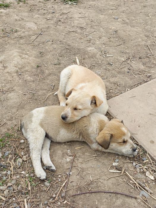 Щенки в добрые руки!