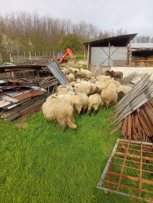 Vând oi tinere corcitura