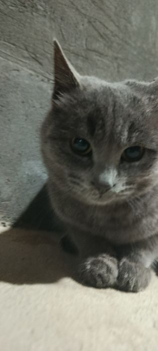 Britaniya kalta yungiga oʻxshaydi