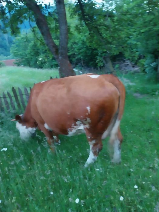 Vaca 8 ani buna de lapte