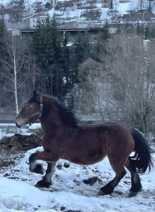 Iapa de 3 ani jumătate grea