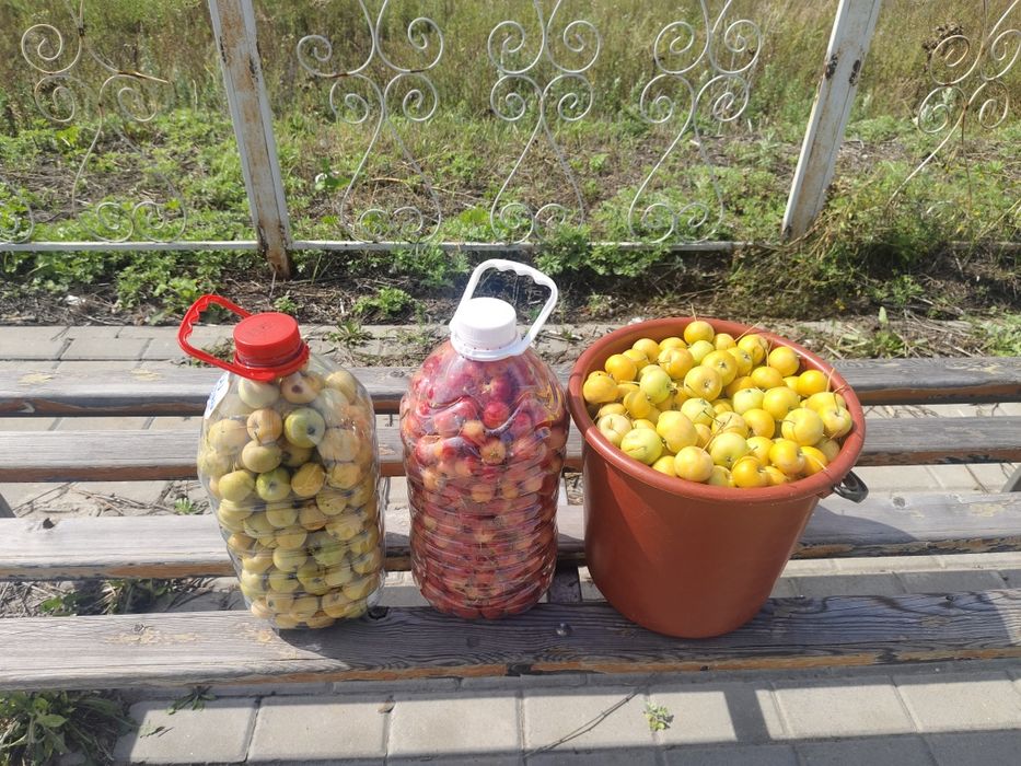 Яблоки ранетки сладкие