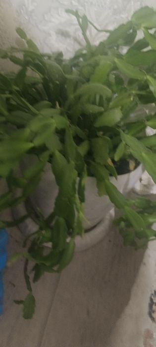Продам цветы домашние
