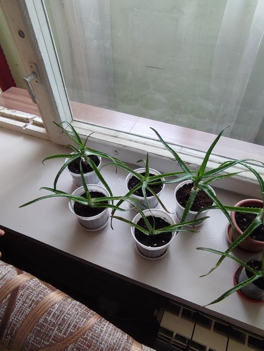 Продам продам отльл