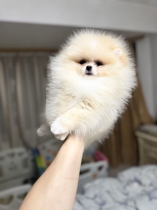 Mascul pomeranian extra mic