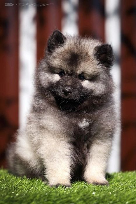 Вольф шпицы мальчики и девочки