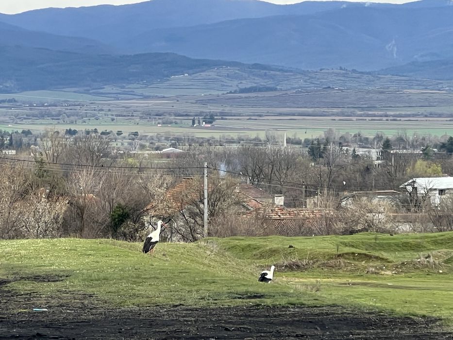 Голям, слъвчев парцел.