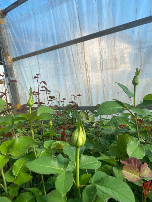 Розы  розы  розы