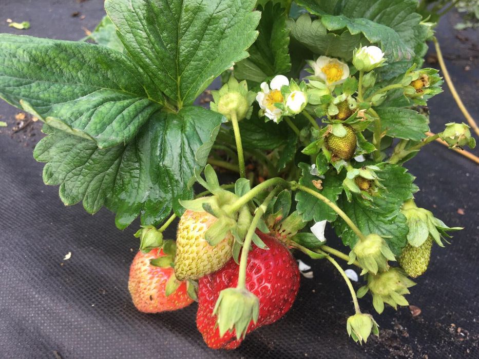 Продам рассаду клубники садовой