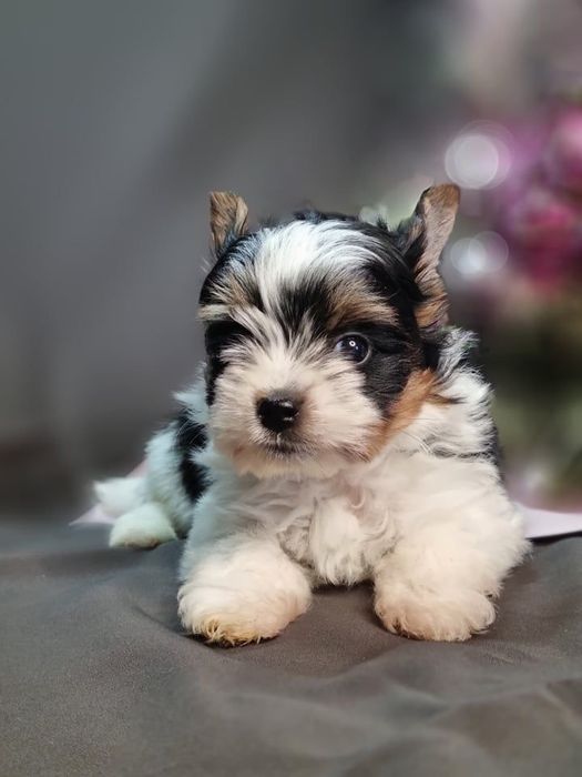 Yorkshier terrier  biwer mini toy
