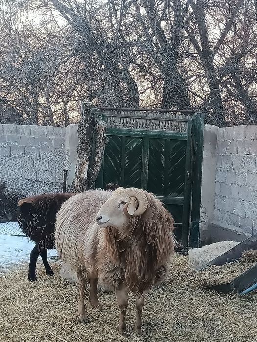 Қошқар сатылады .