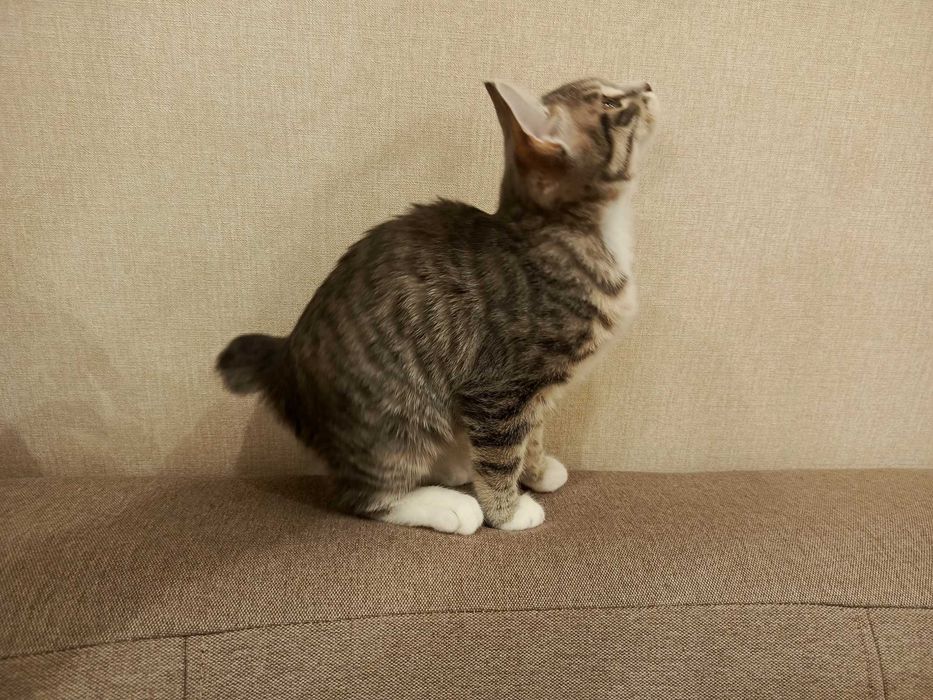 Котята курильского бобтейла