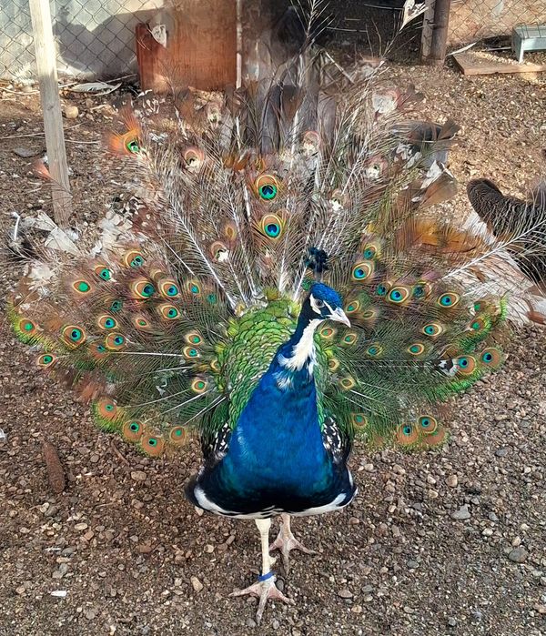 Mascul paun umăr negru purtător de ochi alb  !