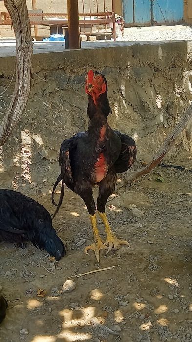 Dakang juja xuroz sotiladi