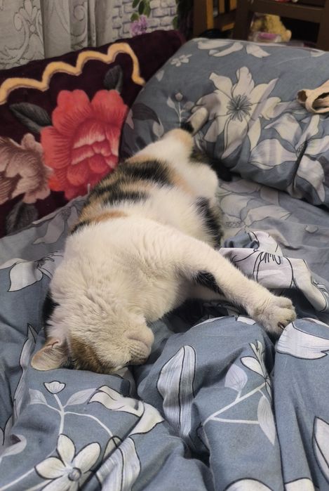 Пятнышко ищет свой дом!