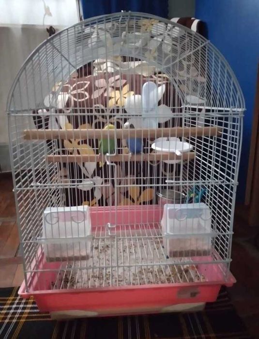 Vând peruși si cușcă