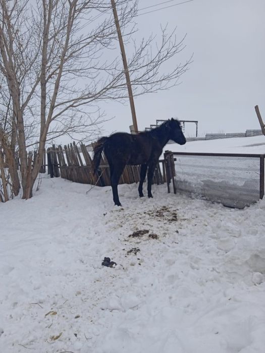 Еркек тай сатылады