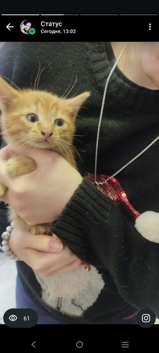 Отдадим котика в добрые руки