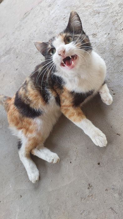 Бесплатно отдам котенка