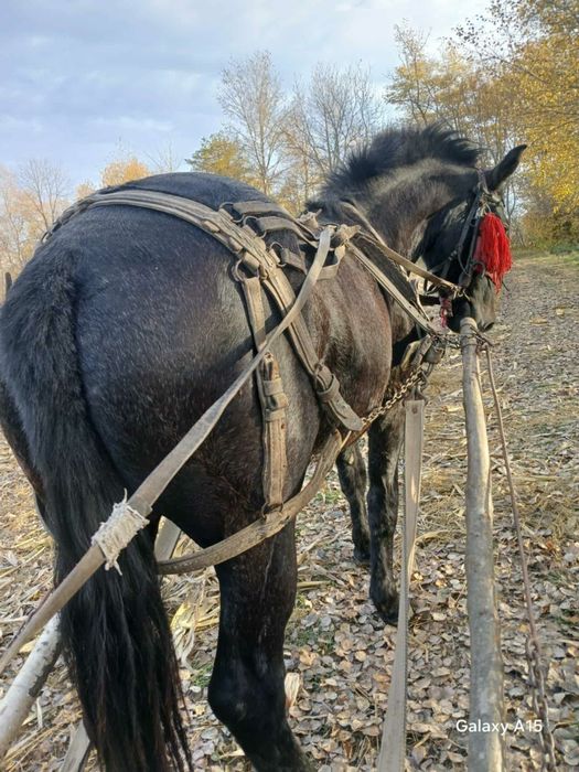 Vând iapă în vârstă de 3 ani