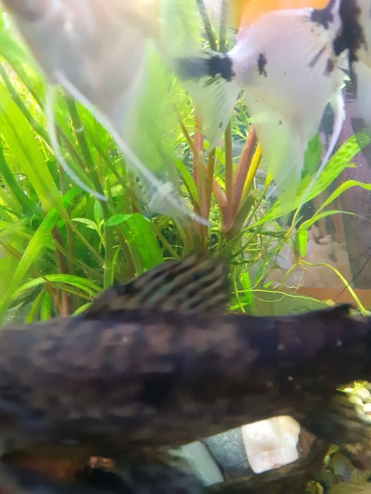 Попугайчики сапфировые малек