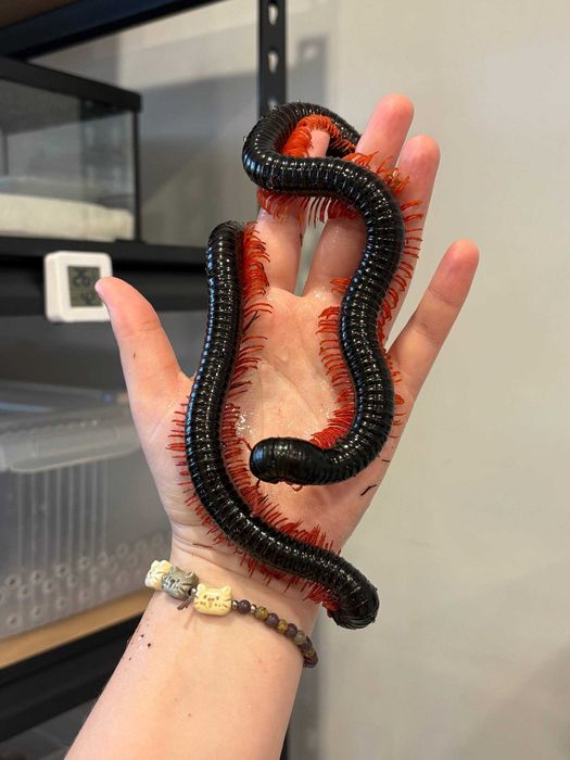 Кивсяк Гигас краснолапый