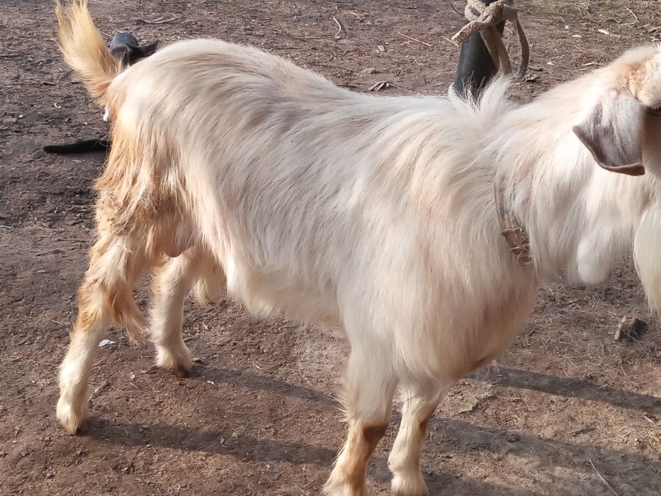 Продам Занненского Козла