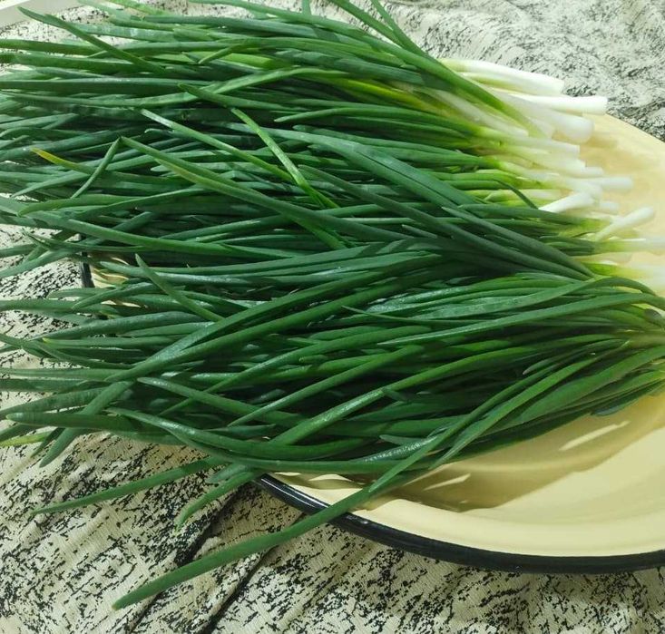 Лук      зелёный