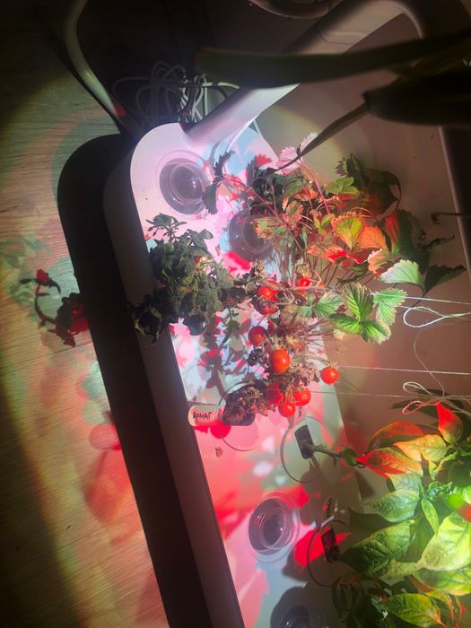 Click and grow smart garden