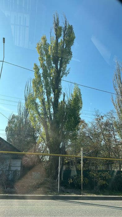 Спил,Сруб ,Распил Деревьев.