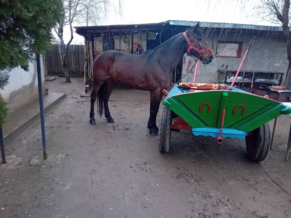 Iapa trăpașă de garanție