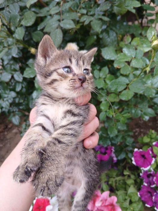 Отдадим котят в добрые руки