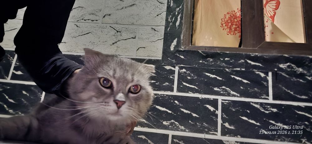 Mushuk sotiladi o'g'il bola