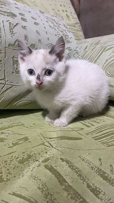 Потомственные мышеловы!