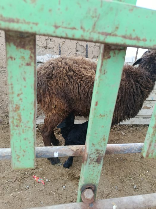 Козылы кой сатылады